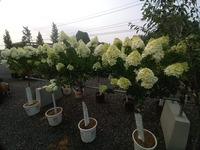 Greenhouse